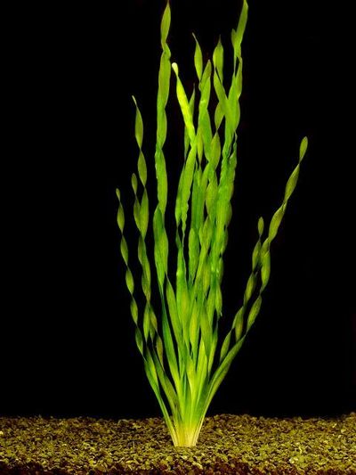 VALLISNERIA